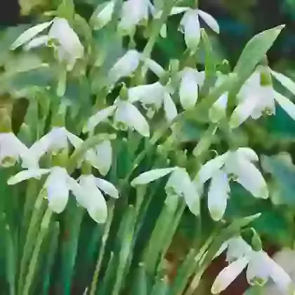 Nivalis Viridapice